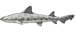 Animated texture for the Leopard Shark model